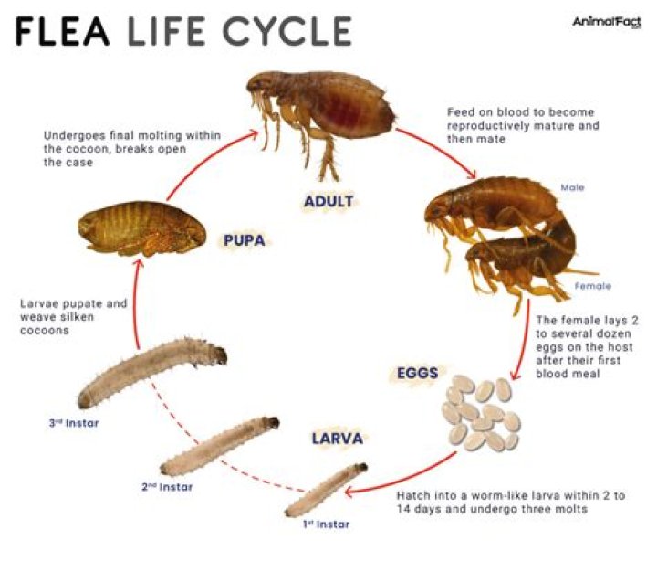 Understanding the Size of Baby Fleas: How Small Are They?